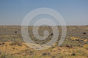 Camelsat Karakum desert in Turkmenist