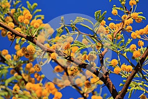 Camelthorn - African Spring Blossoms