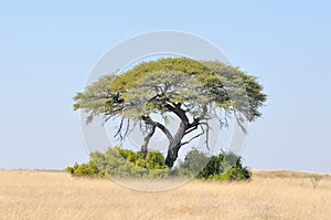 Camelthorn tree landscape