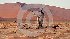 Camelthorn tree, Namib desert
