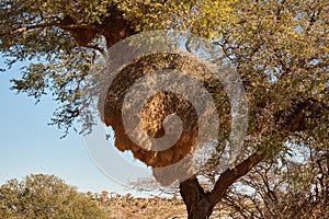 Camelthorn tree with sociable weaver birds nest