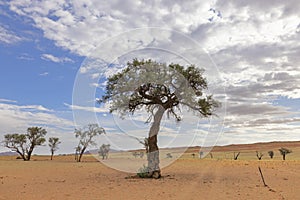 Camelthorn trees in arid landscape