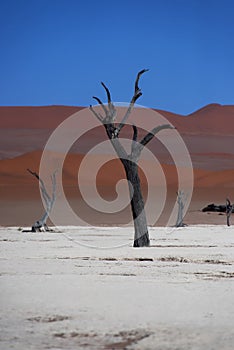 Camelthorn trees in Deadvlei