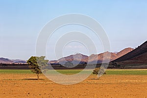 Camelthorn trees and green grass in the Namib