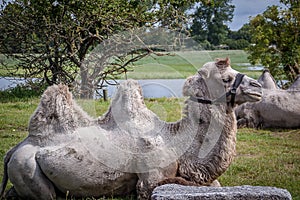 Camelus, artiodactyl mammal of the Camelidae family