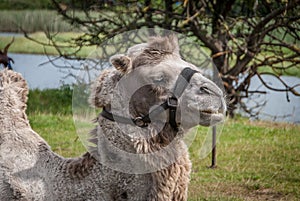 Camelus, artiodactyl mammal of the Camelidae family