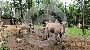 Camelus bactrianus, also known as the Mongolian camel