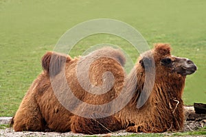 Camelus bactrianus - camel