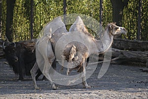 Camelus bactrianus camel in the enclosure