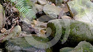 Camera approaches the stream flowing between the stones