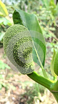 Camera capture close up of the texture of a small jackfruit