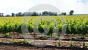 Camera captures the panorama of a beautiful vineyard