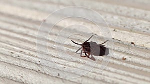 The camera is constantly moving. tick is in focus. he is on a wooden background. sunny day.