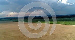 The camera flies over the wheat field