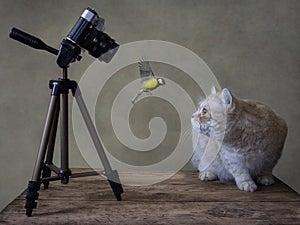 The camera, flying bird and red british cat