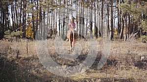 Camera following Caucasian girl in pink clothes riding brown horse in the autumn forest. Young female equestrian resting