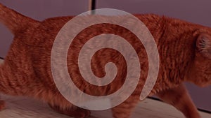 Camera follows red british cat who walks on floor between furnature.