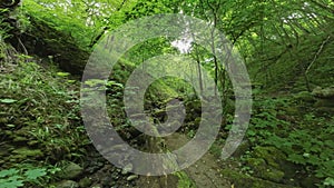 Camera going through green forest covered with lush vegetation