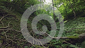 Camera going through green forest covered with lush vegetation