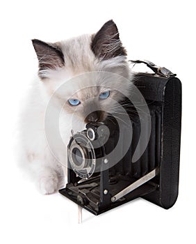 Camera and kitten