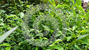 Camera movement above the leaf shoots of the wild tea plant or Acalypha siamensis, the leaves are jagged green