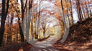 Camera movement on the road in autumn forest and sun shining through the foliage