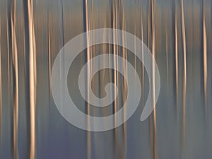 In camera movement -Sunken trunk of dead trees with beautiful reflections including the blue sky