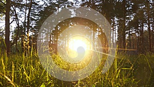 Camera movement to the sun among the grass in a pine forest