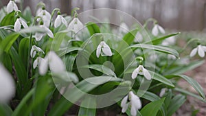 Camera moves along the flowers and leaves of snowdrops. Glade of white snowdrops in the forest in spring