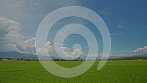 Camera Moves along Green Rice Fields against Sky in Vietnam