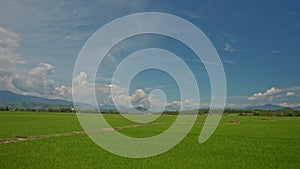 Camera Moves along Green Rice Fields against Sky in Vietnam