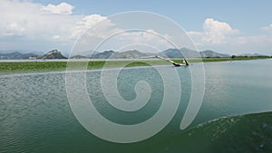 Camera moves along large carpet of water lily flowers on Lake Skadar