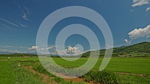 Camera Moves along Rice Fields against Blue Sky in Vietnam