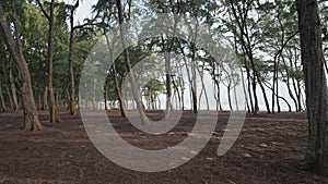 Camera moves in rainforest through trees. Wild beach on tropical island Oahu. Early morning at Hawaiian Island