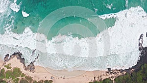 Camera moves in rainforest through trees. Wild beach on tropical island Oahu. Early morning at Hawaiian Island