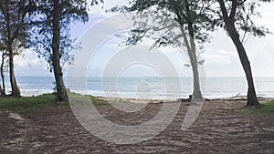 Camera moves in rainforest through trees. Wild beach on tropical island Oahu. Early morning at Hawaiian Island