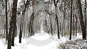 Camera moving along path among winter piny forest. View of walking along trail through snowy woodland. Snow-covered