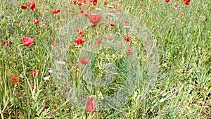 Camera moving through field with red poppy wildflowers green grass in summer.