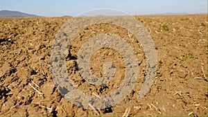 Camera moving over plowed wheat field. Spring field, moist brown soil full of humus, rotten stalks of plants