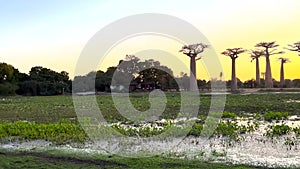 Camera pans over waterlily lake at the avenue with Baobab trees alley, Morondava at sunrise