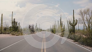 Camera quickly tilts up in the middle of empty desert road with big Saguaro cactus growing on both sides in Arizona USA.