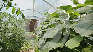 Camera slide through small greenhouse