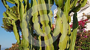 Camera slide though cactus plant in Italy