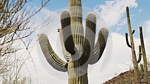 Camera slides behind bush to reveal epic large Saguaro cactus under blue summer sky in Arizona national park desert.