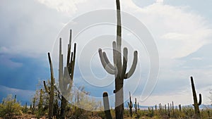 Camera slowly tilts up near empty desert road to reveal giant Saguaro cactus growing under stormy summer sky in Arizona.