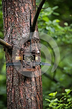 Camera trap attached to a tree with lock in summer forest.