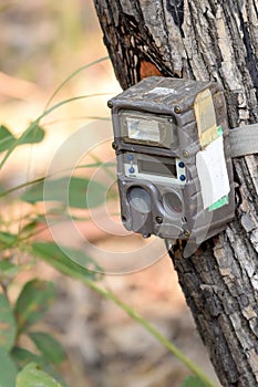 Camera trap strapped around tree