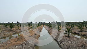 Camera traverses coconut cultivation field