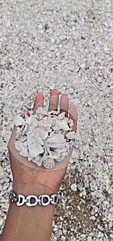 Oyster plain in beach in srilanka photo