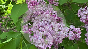 The camera zooms in on purple lilac flowers in a botanical garden.